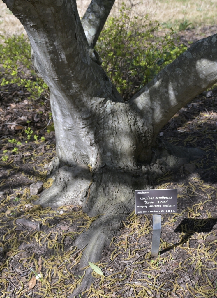 The Carpinus caoliniana 'Stowe Cascade' weeping form smooth bark