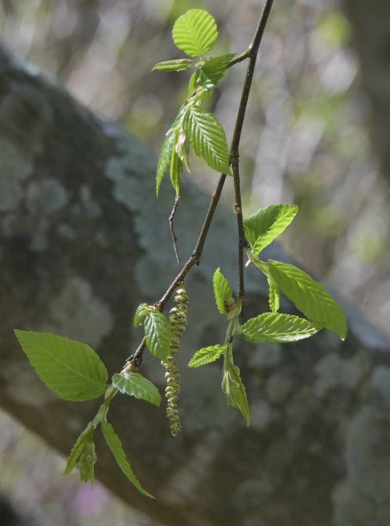 Weeping branch with serrated leaves and catkins