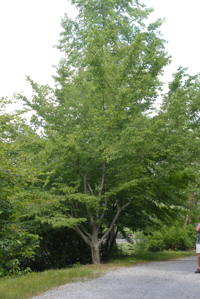 Medium tree with open crown and gray bark