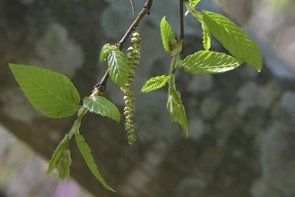 Catkins and leaves in March