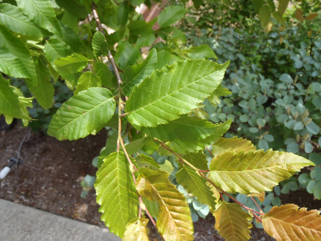 Shoots with ovate, alternate leaves & strong pinnate venation.