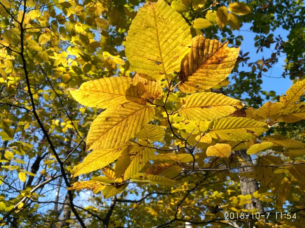 Yellow fall leaf color