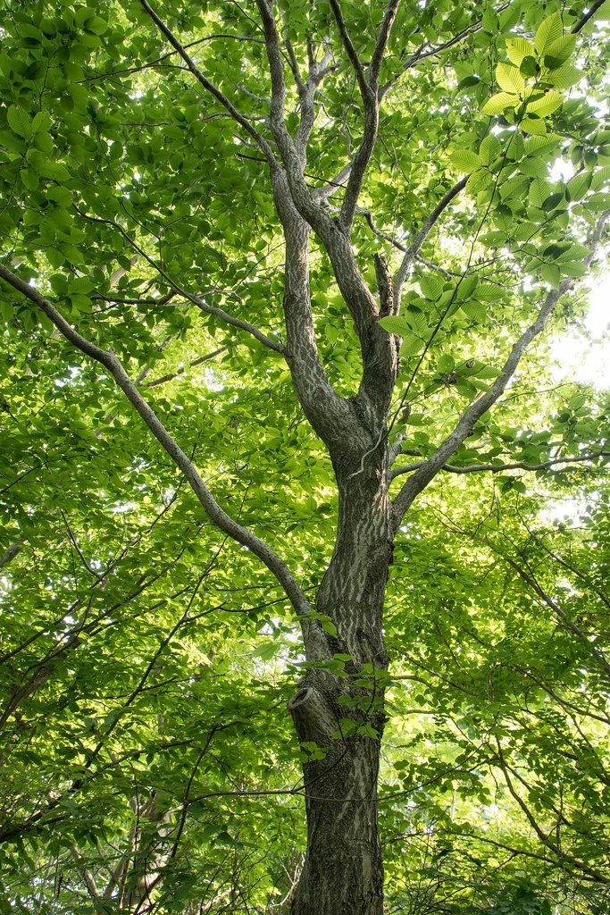 Form of the tree
