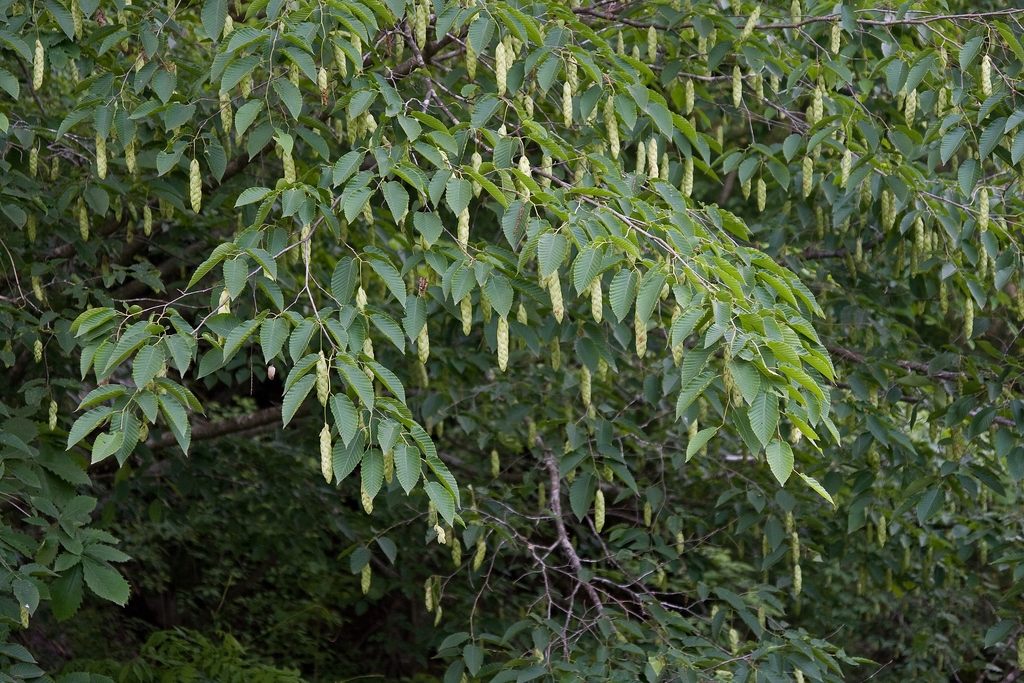 Leaves on branches with dangling catkins