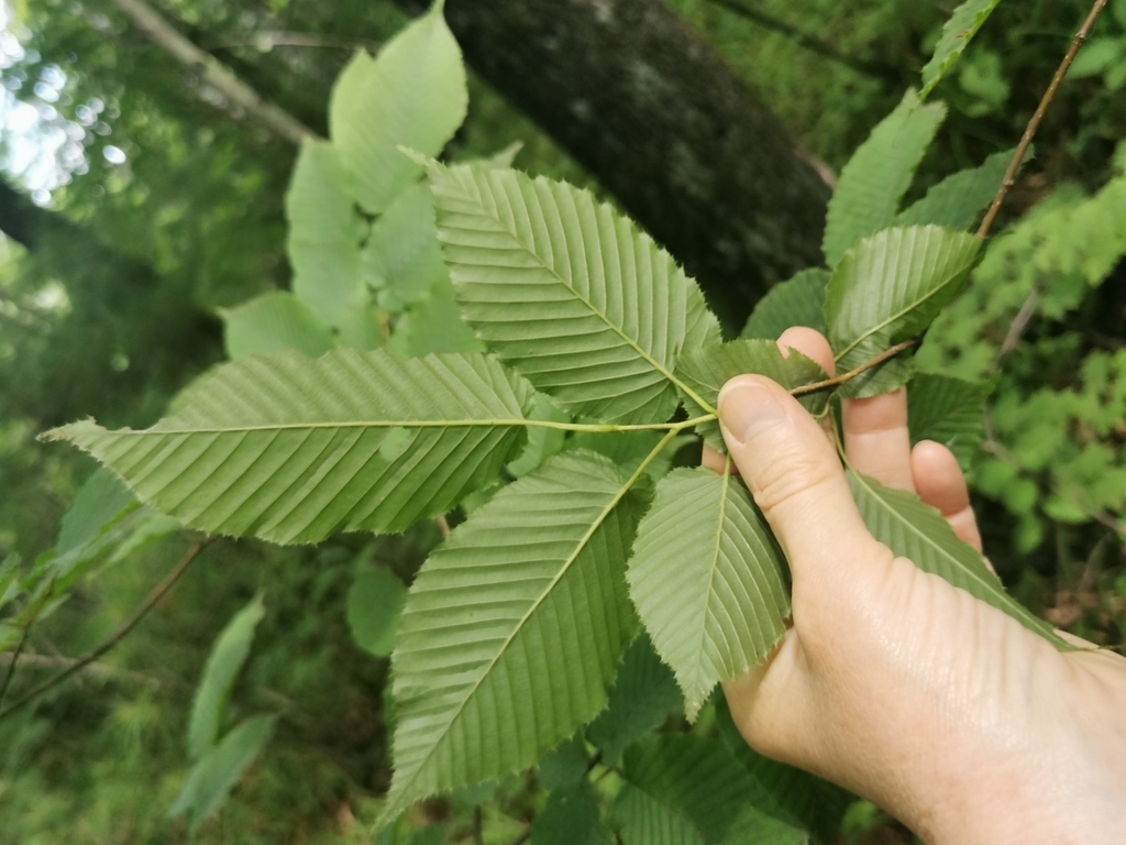 Underside of leaf showing venation
