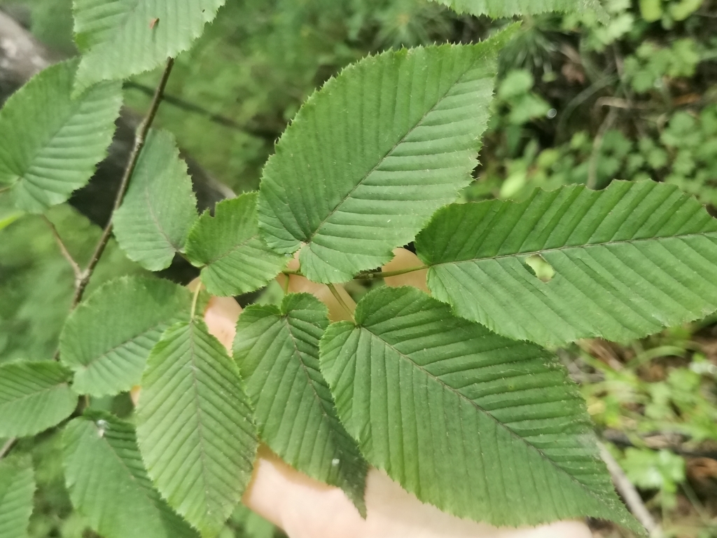 Leaf detail showing venation