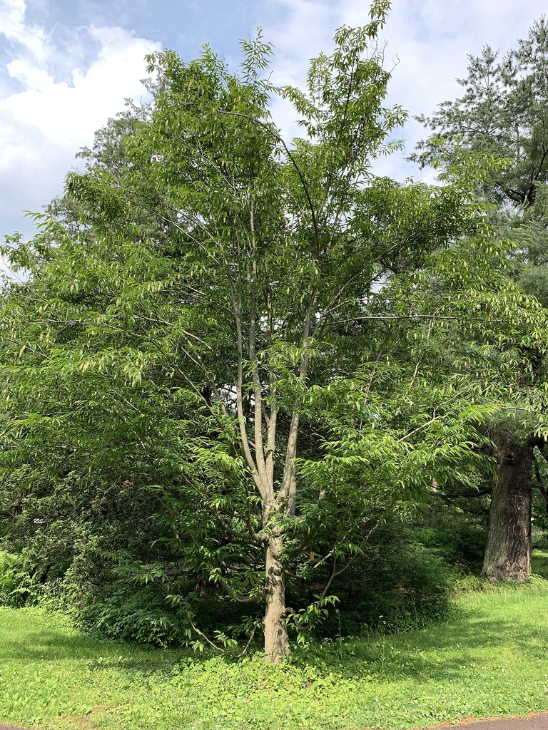 Form of the upright tree