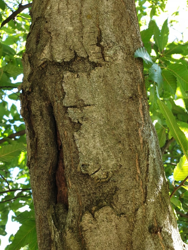 Rough brown bark of a mature tree