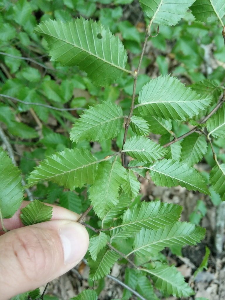 Detail of the underside of leaves