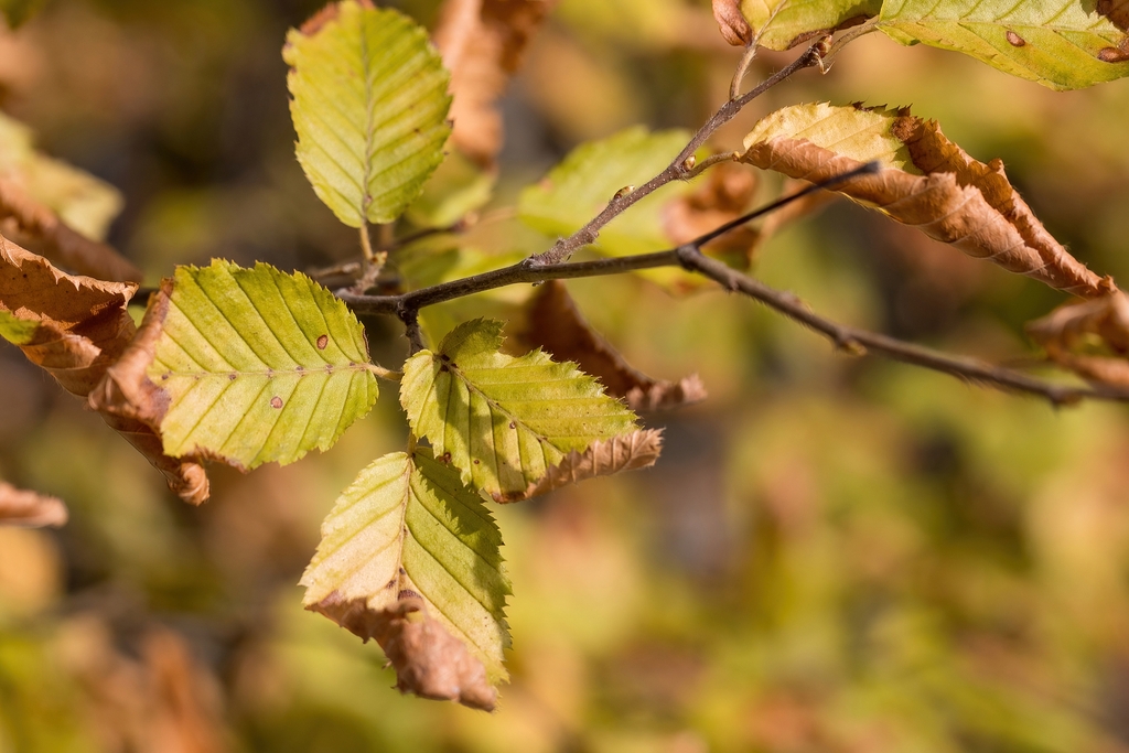 Yllow-brown fall leaf color