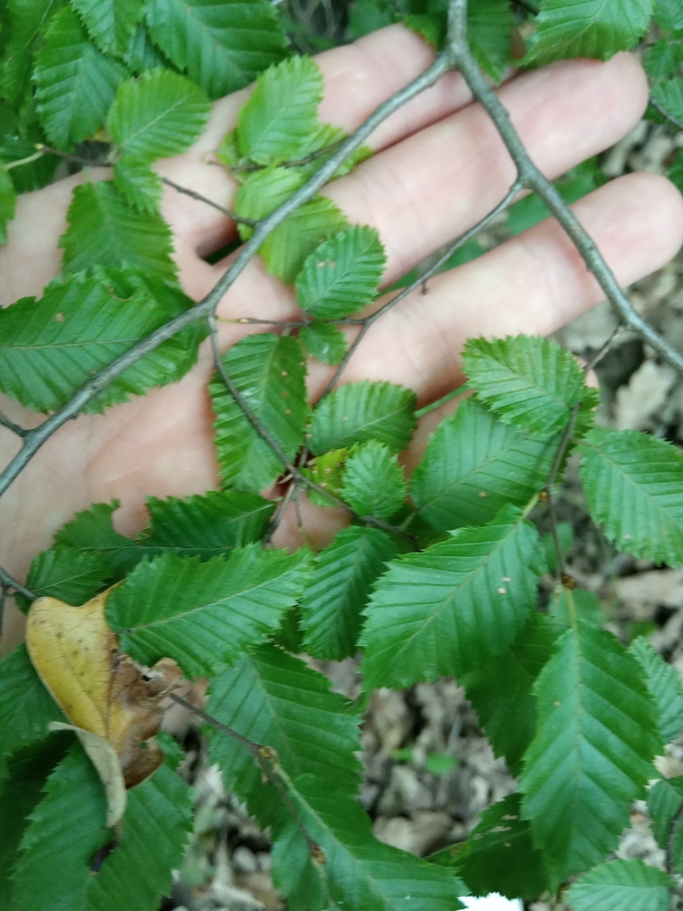Detail of green leaves