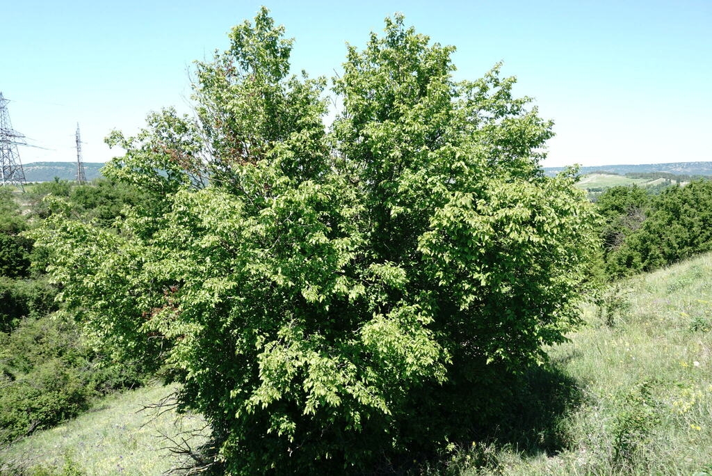 Form of the tree