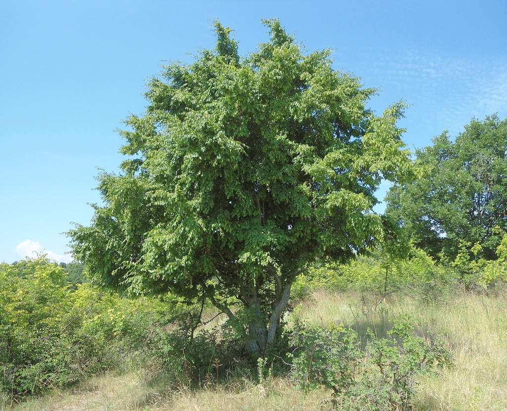 Upright form of the tree in leaf