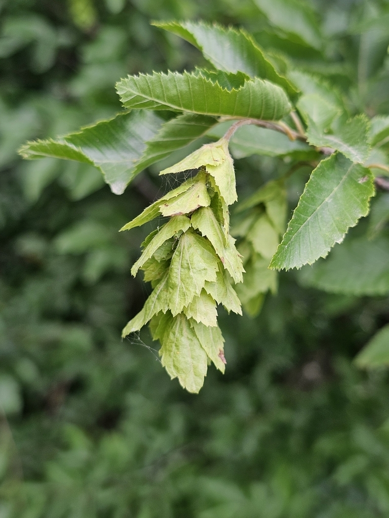 Detail of dangling green catkin