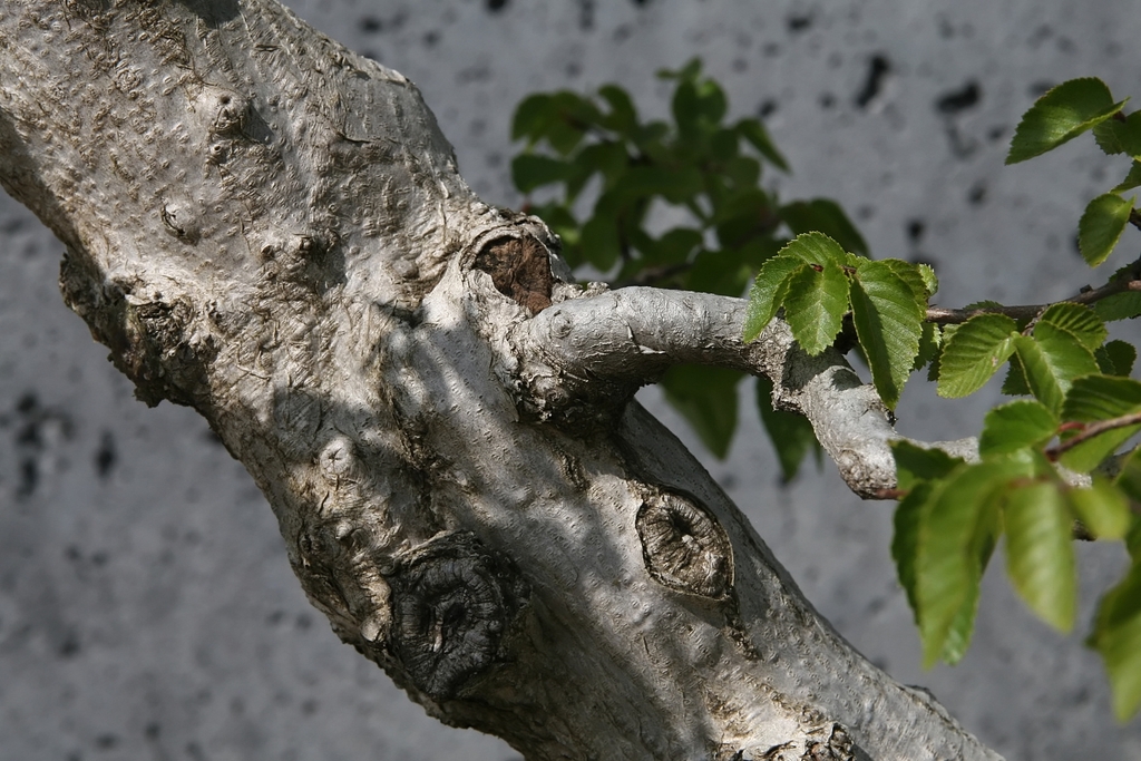 Brown bark