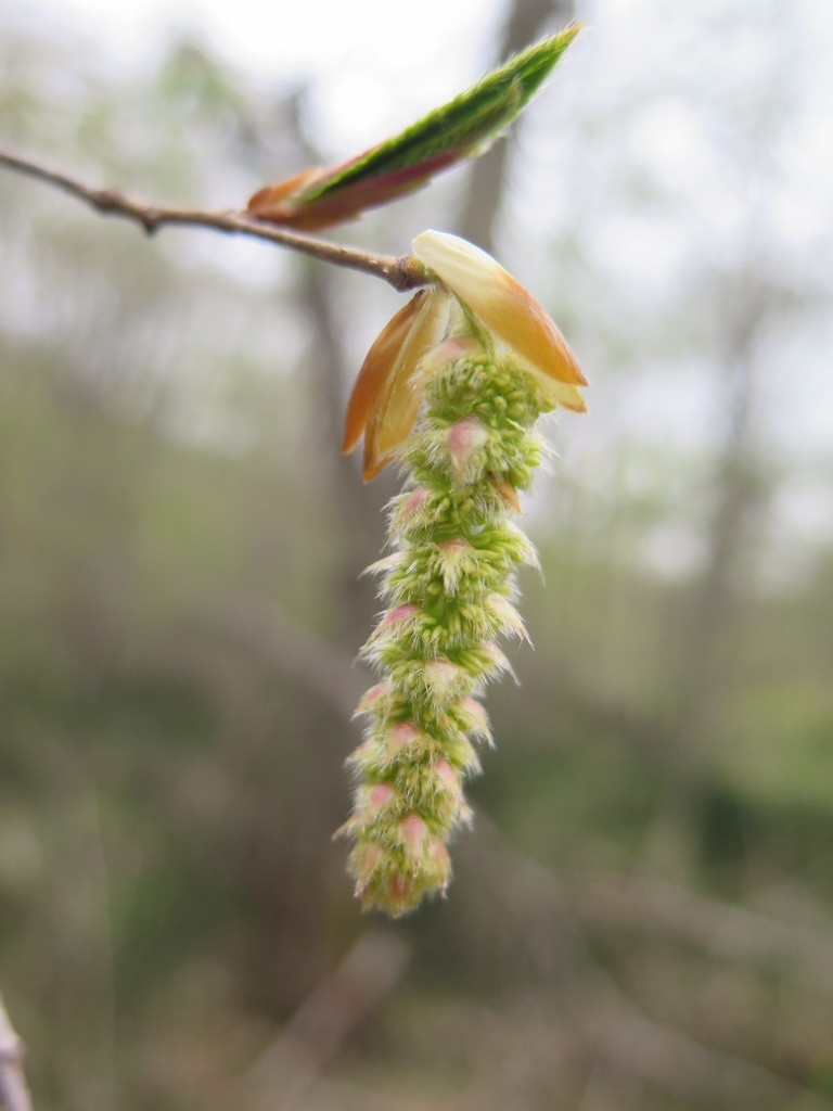 Detail of dangling catkin