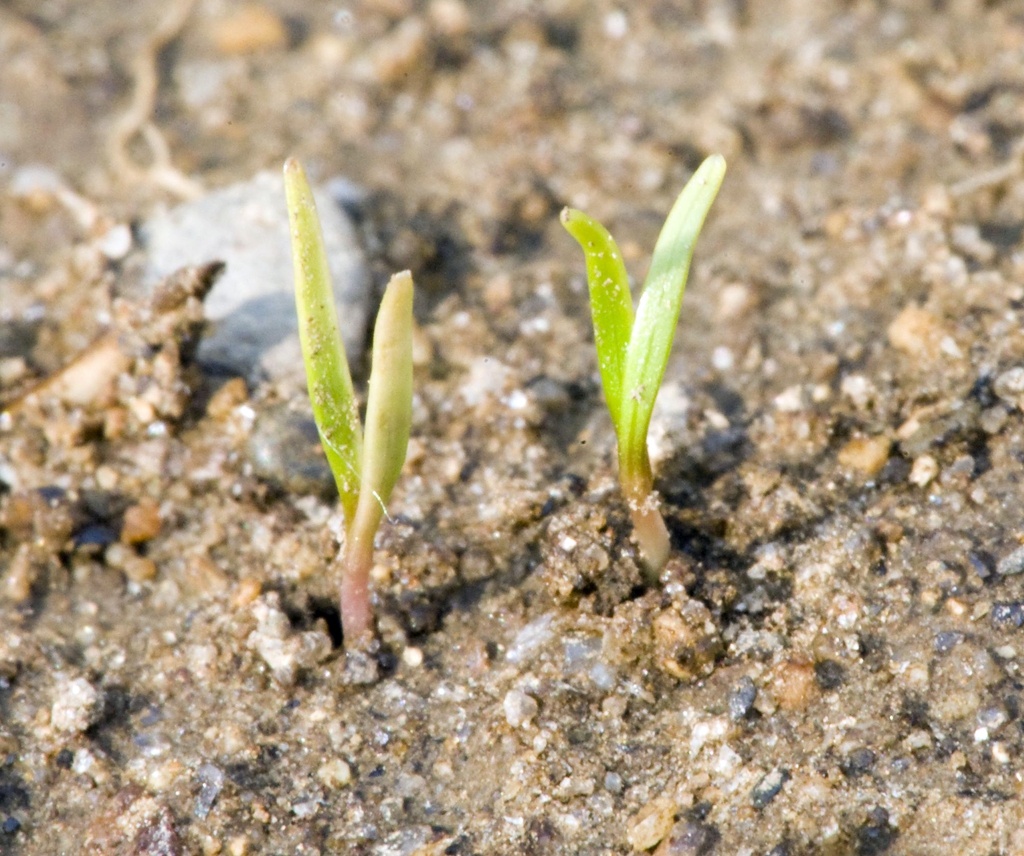 Daucus carota subsp. sativus