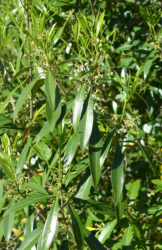 Leafy shoots bearing short, axillary cymes of white flowers.