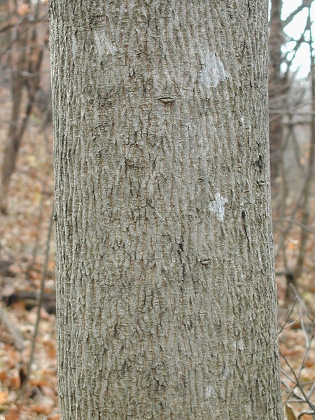 Young bark