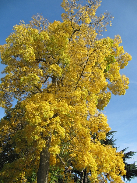 Fall color