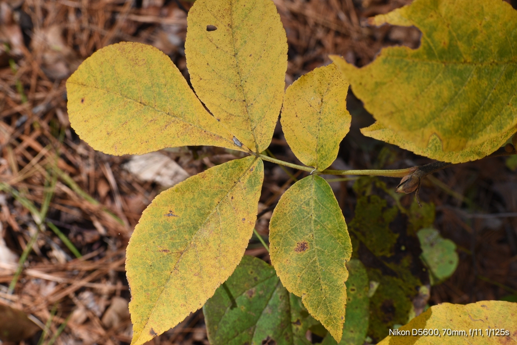 Leaves