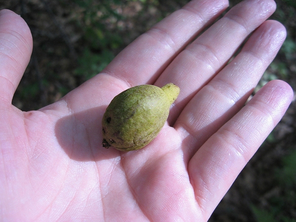 Fruit