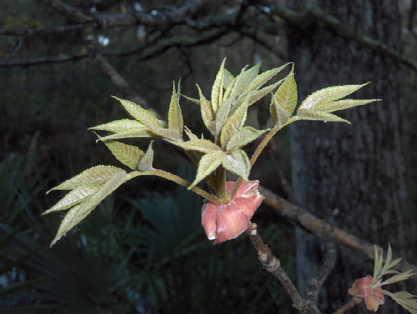 Emerging leaves
