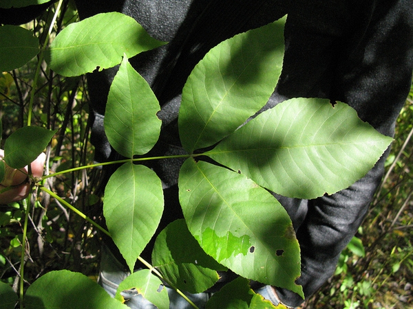 Leaves