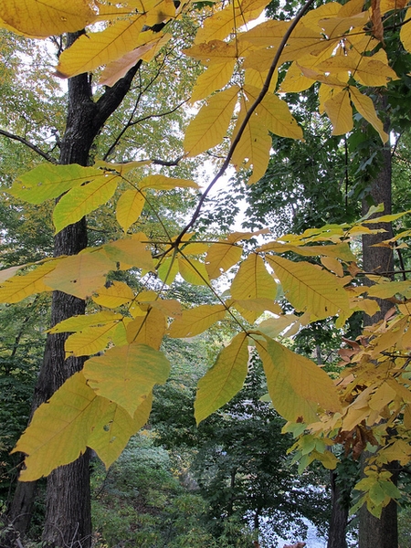 Fall color