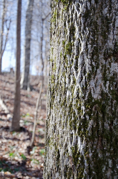Bark