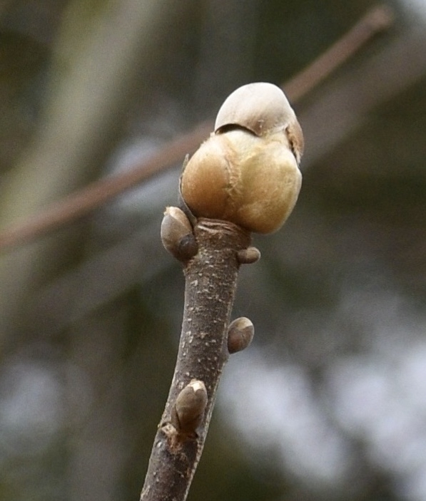 Leaf Bud - March 20 - Warren Co., NC