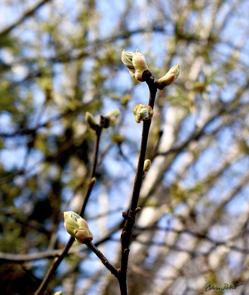 Leaf Buds - March 20 - Warren Co., NC