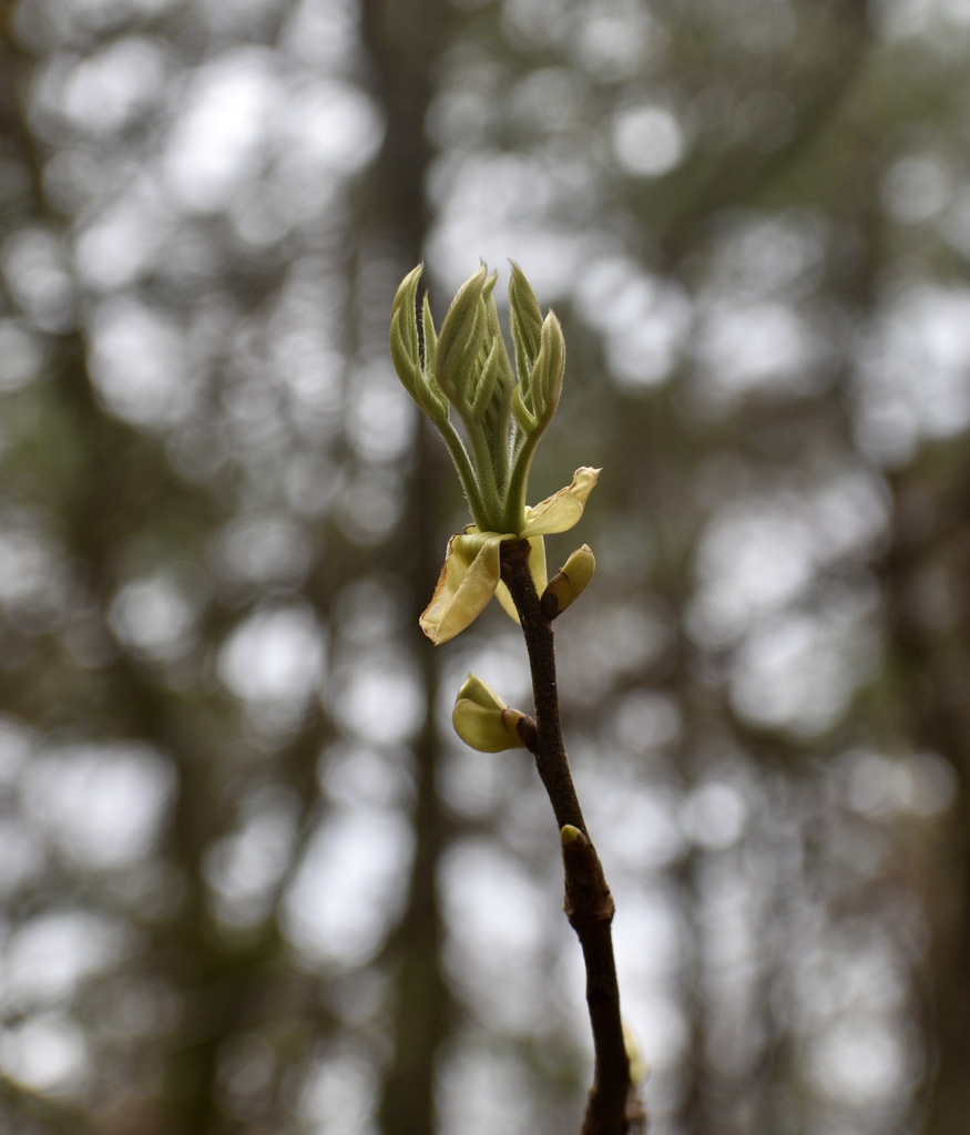 Emerging Leaves - Warren Co., NC