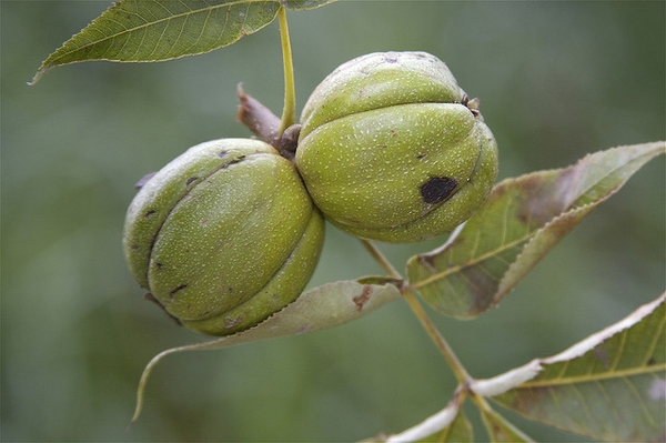 Fruit