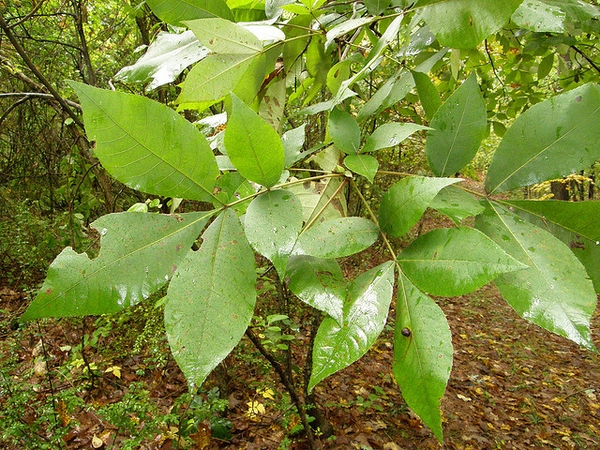 Leaves