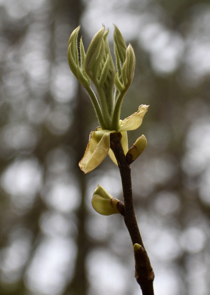 Twig with Emerging Leaves & Buds - Early Spring - Warren Co., NC