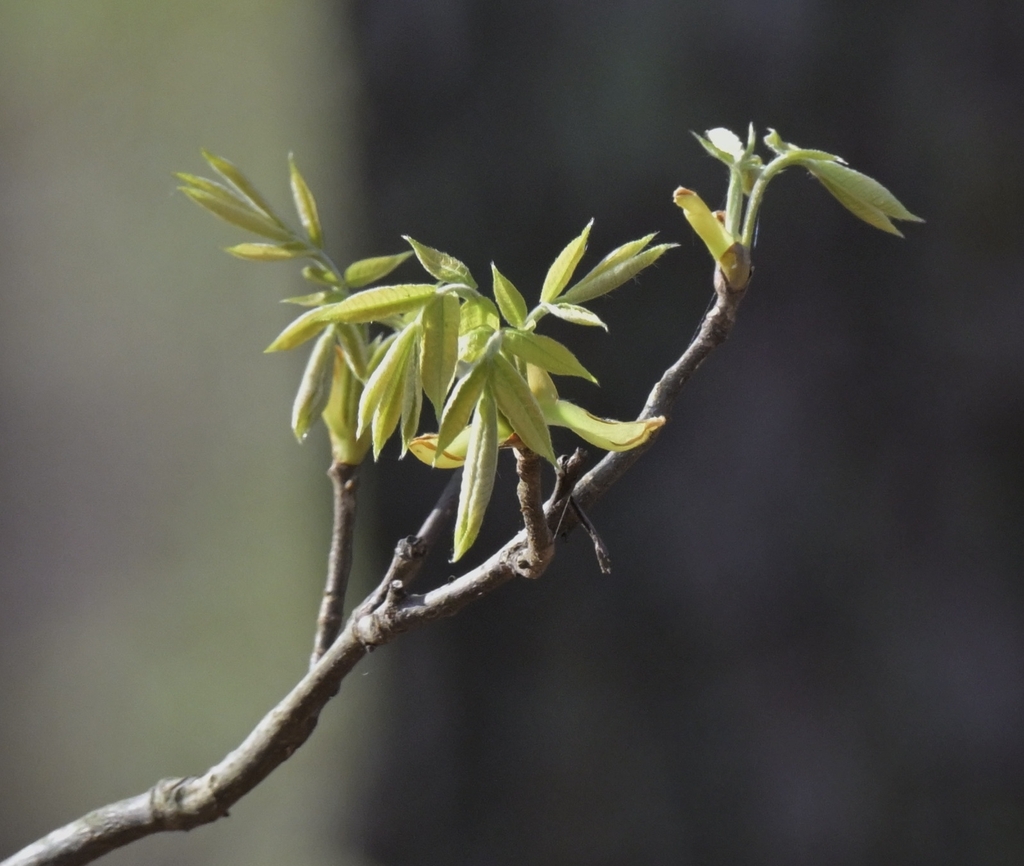 Emerging compound leaves in March