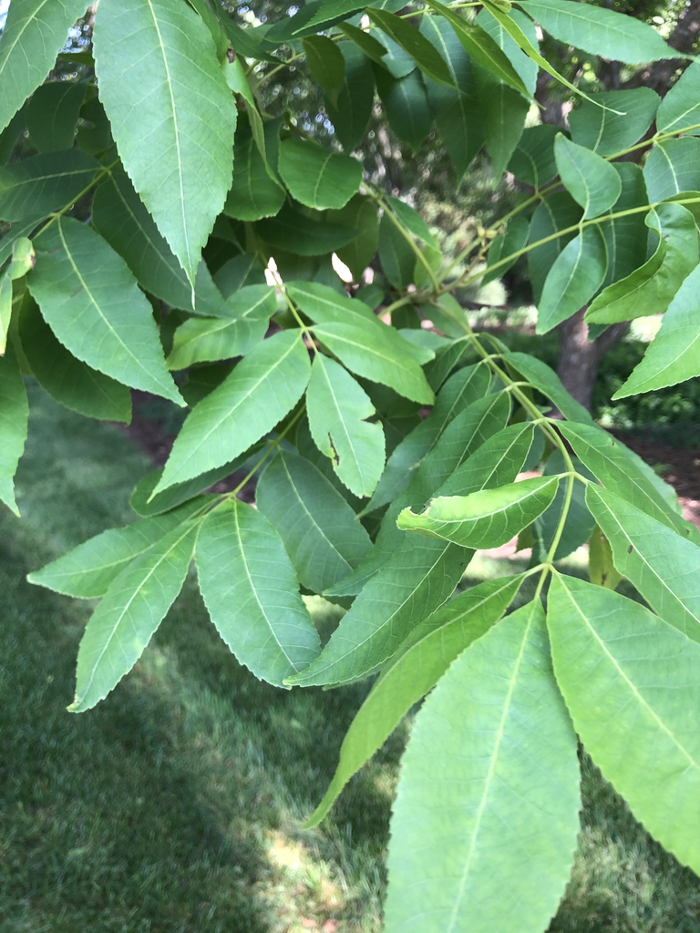 Carya Illinoinensis