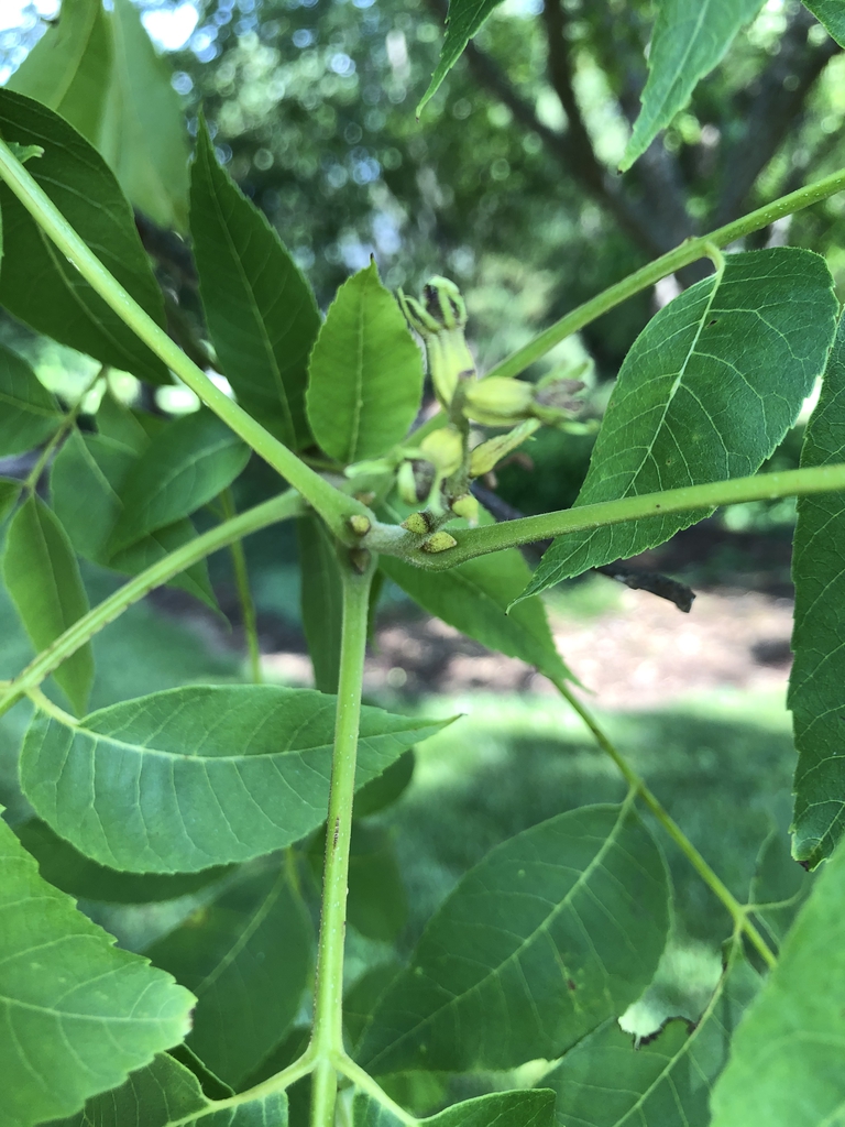 Carya Illinoinensis