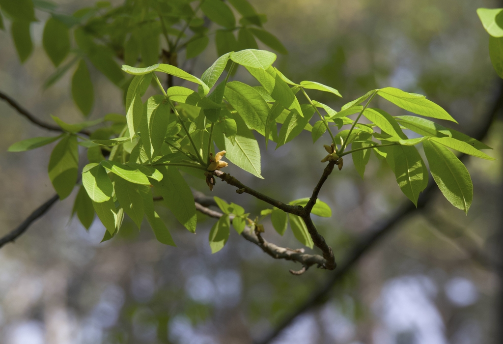 bright green compounded leaves on branches with terminal buds