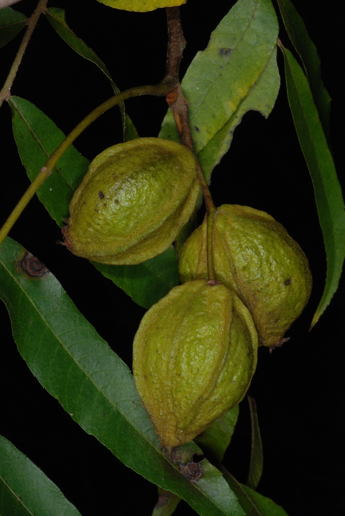 Fruits (Pitt County, NC)-Late Fall