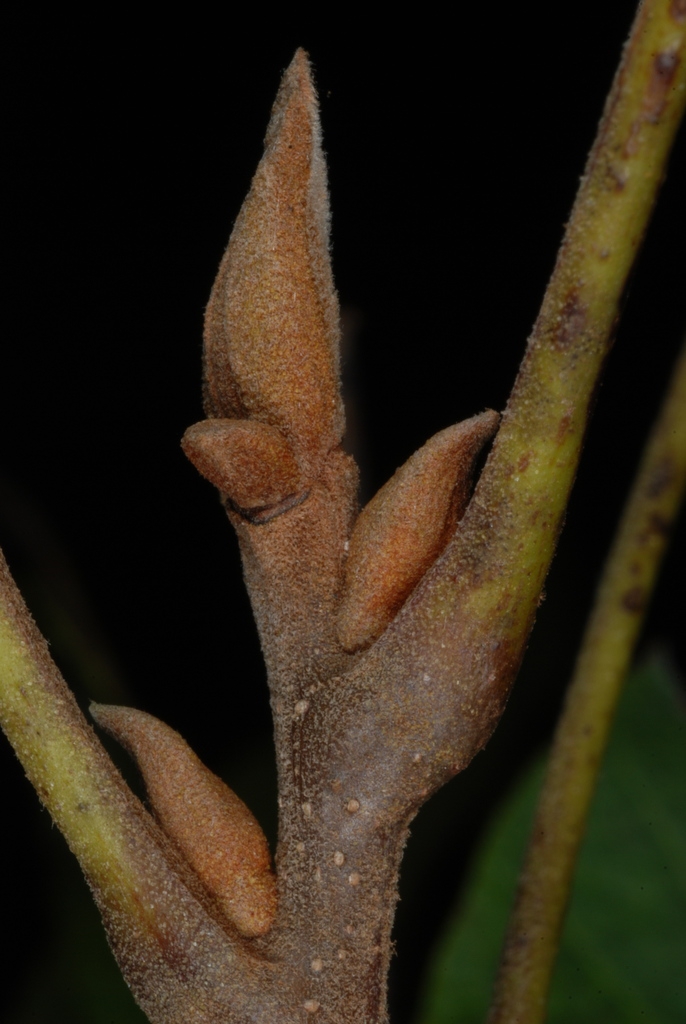 Stem and buds (Pitt County, NC)-Late Fall
