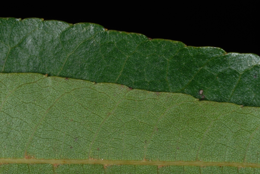Toothed margins (Pitt County, NC)-Late Fall