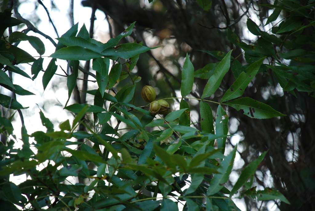 Branches (Pitt County, NC)-Late Fall