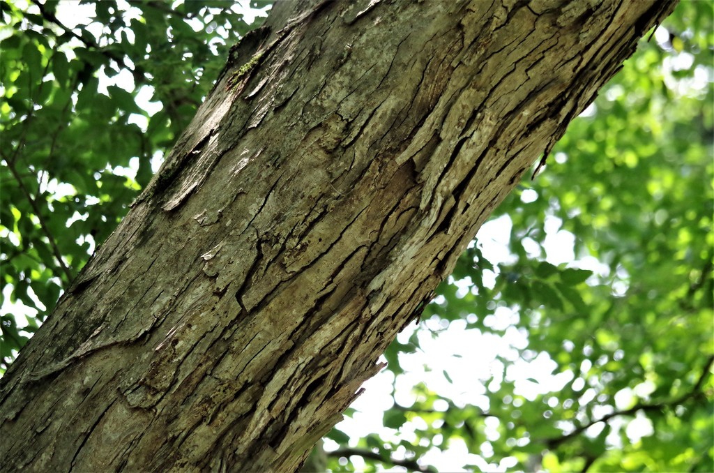 Bark