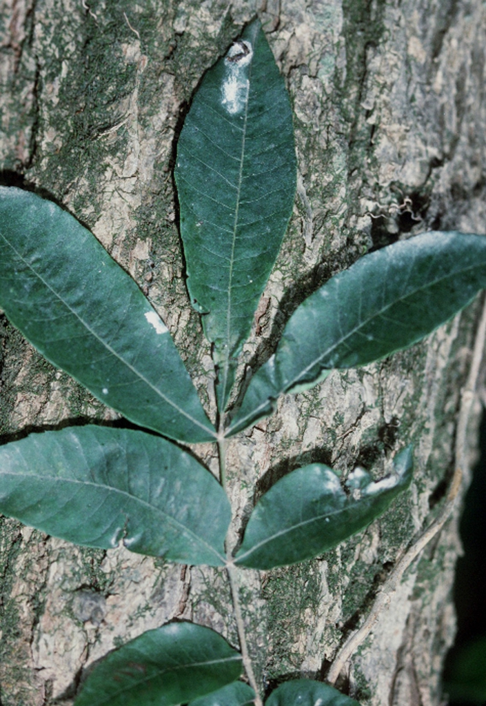 Bark and leaves