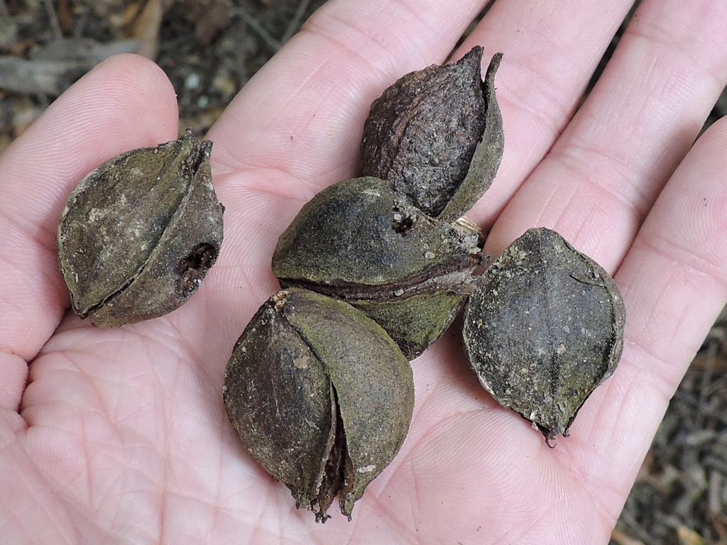 Mature Fruit