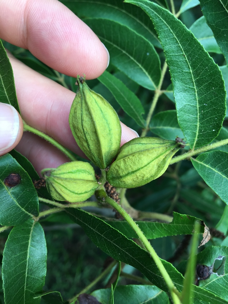 Fruit