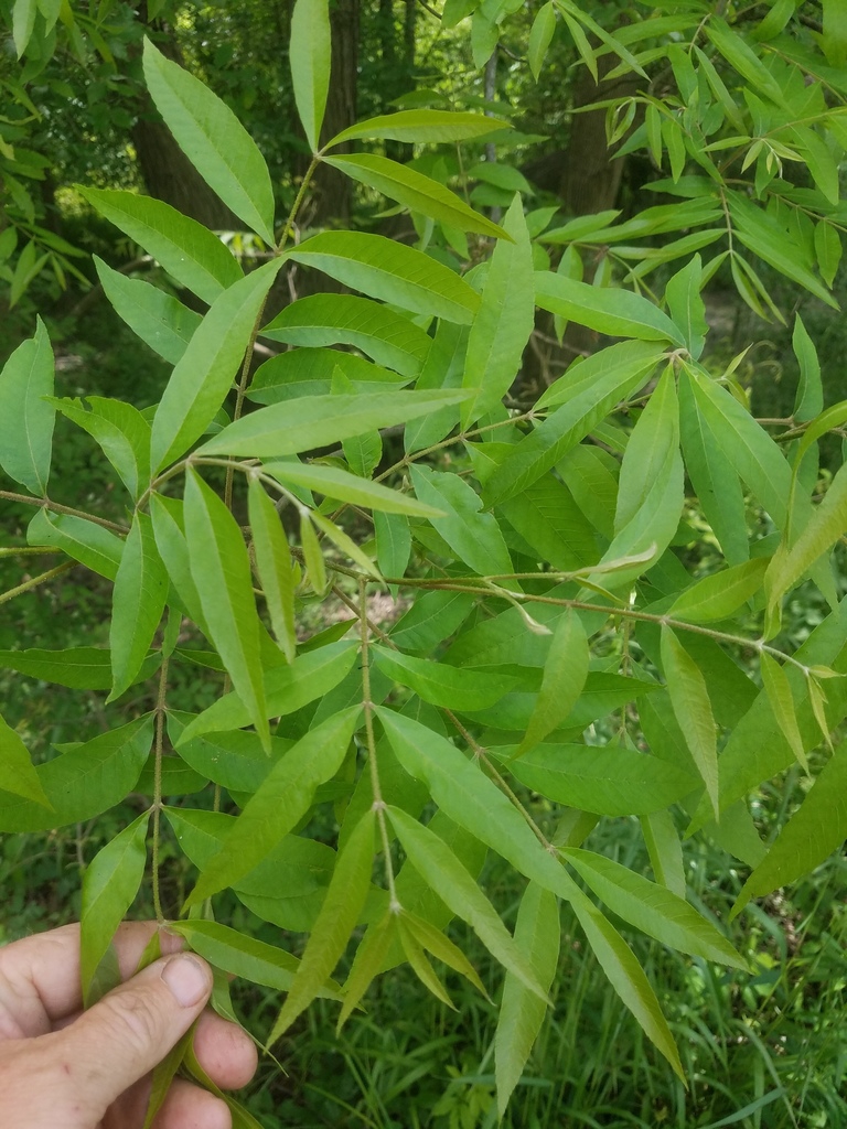 Leaves