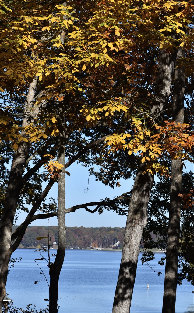 Carya cordiformis